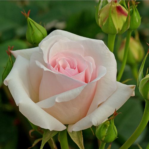 Rosa  Ophelia™ - różowy  - Róże pienne - z kwiatami hybrydowo herbacianymi - korona równomiernie ukształtowana